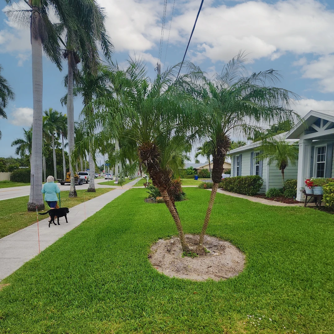 capecorallawncarejobsitephoto1lawnpalm
